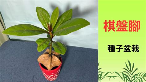 種荔枝樹|種子盆栽DIY教學